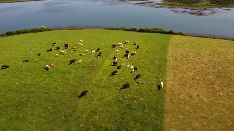 Cows Enjoying the Afternoon Sun overlooking the Lough Stock Footage 242926979