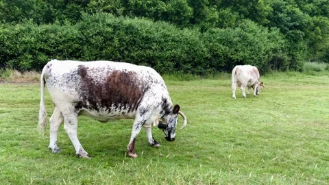 Cows from Epping Forest Stock Footage 134737423