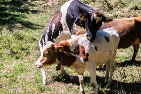 Cows Estrus Mounting Behavior Heifer Heat Stock Photos