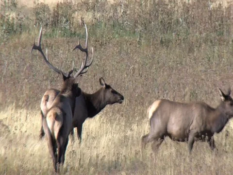 Cows Exhibit Submissiveness When Approached by Mature Bull Elk Stock Footage 127147221