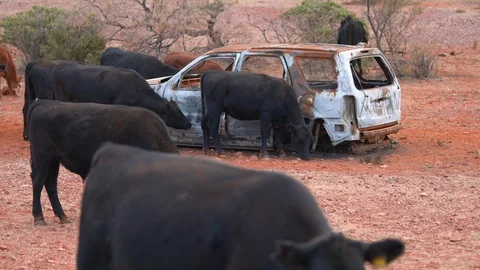 Cows explore an abandoned rusted car in the desert. End of the world concept. Stock Footage 115431537