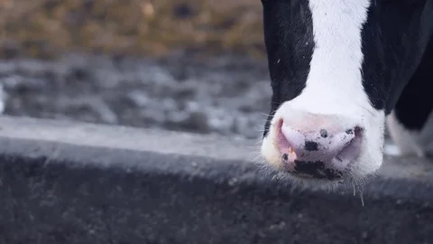 Cow's face close up Stock Footage 70749319