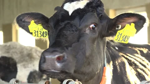 Cow's face close-up Stock Footage 178040113