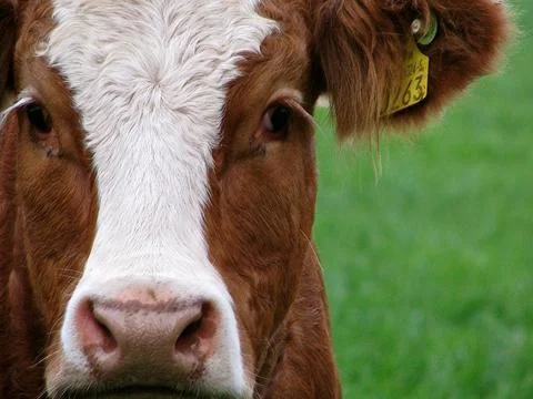 Cows face up close Stock Photos