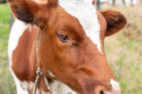 Cow's face in the foreground. Fotos de archivo