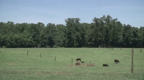 Cows on Farm 1 Vídeos de archivo 40509805