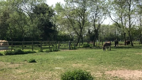 COWS ON FARM 1 Vídeo Stock 135018734