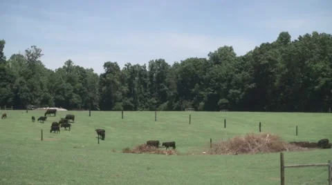 Cows on Farm 2 Vídeos de archivo 40509815