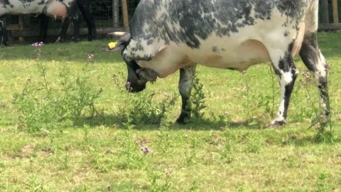 COWS ON FARM 2 Video stock 135018813