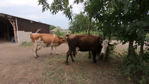 Cows on the farm and subsistence. Stock Footage 138385624