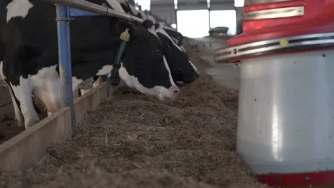 Cows on the farm in the barn. Stock Footage 139394114