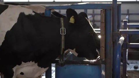 Cows on the farm in the barn. Stock-Footage 139394790