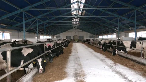 Cows on Farm. Black and white cows eating hay in the stable Video stock 126282726