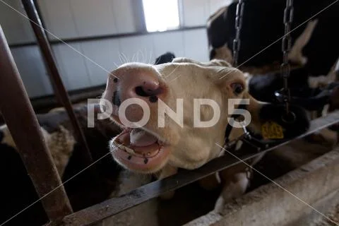 Cows on Farm. Black and white cows eating hay in the stable. Stock Photos