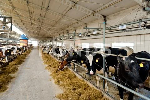 Cows on Farm. Brown and white cows eating hay. Stock Photos