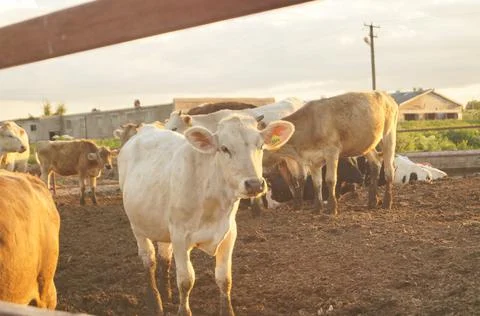 Cows in a farm cowshed Stock Photos