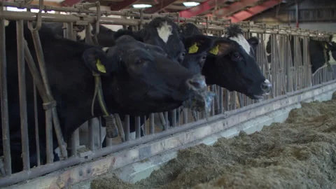 Cows in a farm. Dairy cows Stock Footage 149514885