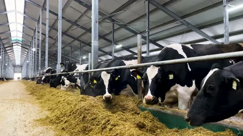 Cows in a farm. Dairy cows Видео 195953921
