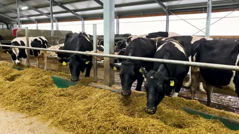 Cows in a farm. Dairy cows Видео 195953942