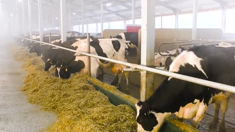 Cows in a farm. Dairy cows Vidéo 237384736