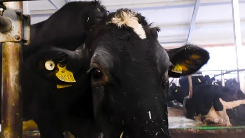 Cows in a farm. Dairy cows 库存影片 237384755