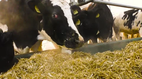 Cows in a farm. Dairy cows 库存影片 253666328