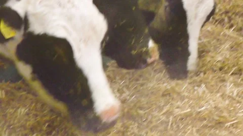 Cows in a farm. Dairy cows Stock Footage 253666344