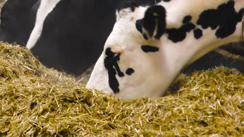 Cows in a farm. Dairy cows 库存影片 253667799