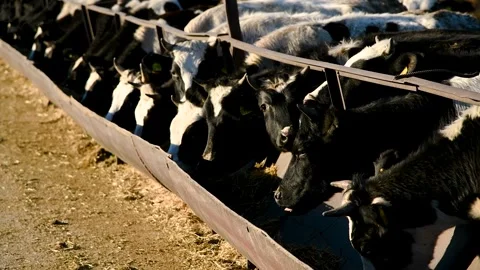 Cows in a farm. Dairy cows Video stock 270305456