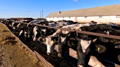 Cows in a farm. Dairy cows Stock-Footage 271027852