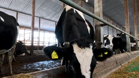 Cows in a farm. Dairy cows Stock Footage 272299952