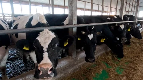 Cows in a farm. Dairy cows Stock Footage 272299953