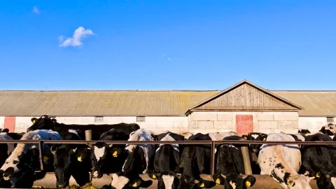 Cows in a farm. Dairy cows Stock Footage 272299971