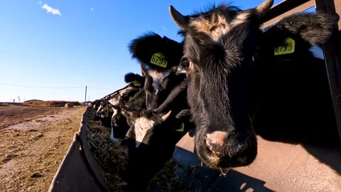 Cows in a farm. Dairy cows Stock Footage 272299984