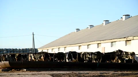Cows in a farm. Dairy cows Stock Footage 273197937