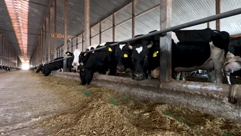 Cows in a farm. Dairy cows Stock Footage 273197975