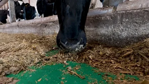 Cows in a farm. Dairy cows Stock Footage 273197993