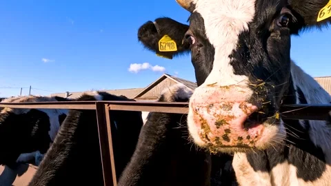 Cows in a farm. Dairy cows Stock Footage 273198032