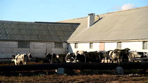 Cows in a farm. Dairy cows Stock Footage 281508764