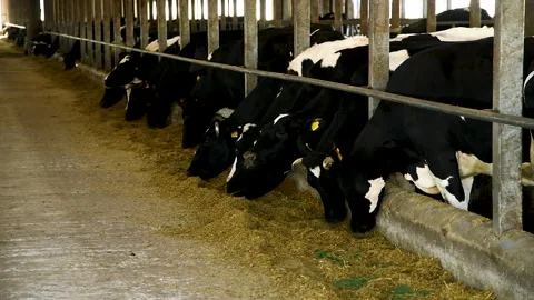 Cows in a farm. Dairy cows Stock Footage 281508791