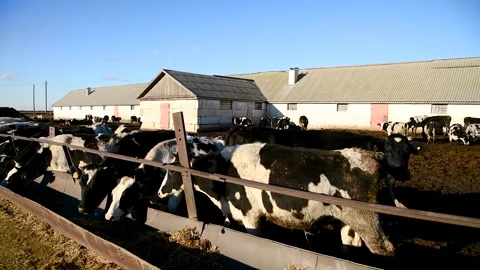 Cows in a farm. Dairy cows Stock Footage 281508796