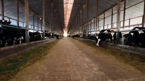 Cows in a farm. Dairy cows Stock Footage 281508892