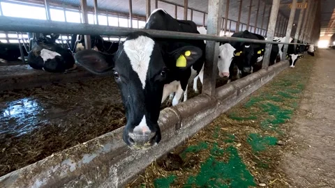 Cows in a farm. Dairy cows Stock Footage 281509062