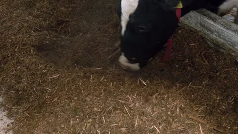 Cows in a farm. Dairy cows Video stock 306397648