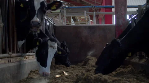 Cows farm in Denmark Stock Footage 148786463
