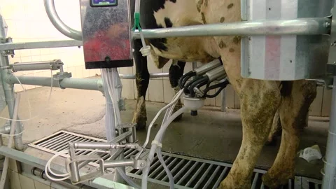 Cows on the farm during the process of milking Stock Footage 149107426