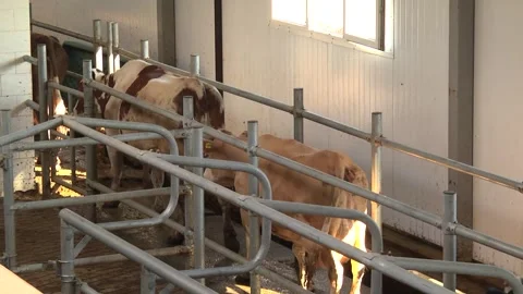 Cows on the farm during the process of milking Stock Footage 149107428