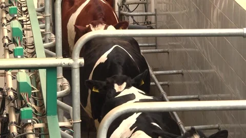 Cows on the farm during the process of milking Stock Footage 149107433