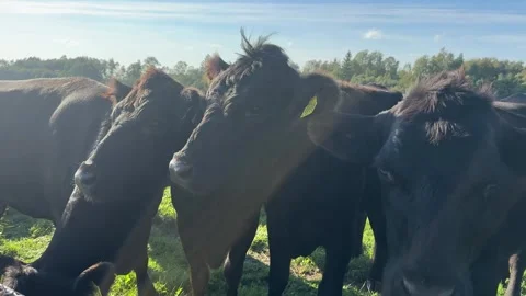Cows on farm during summer day Stock Footage 277611035