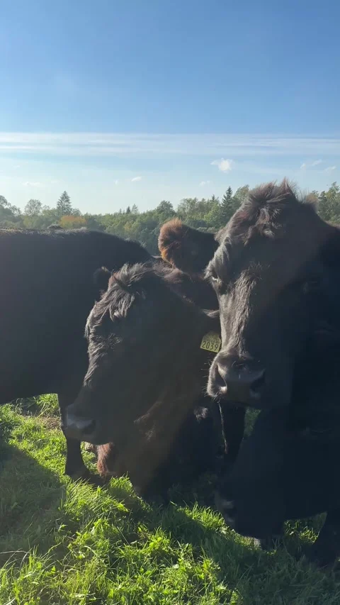 Cows on farm during summer day Stock Footage 277695380